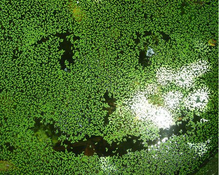 Duckweedsの写真素材