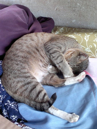 Cat sleepの写真素材
