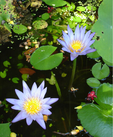 lotusの写真素材