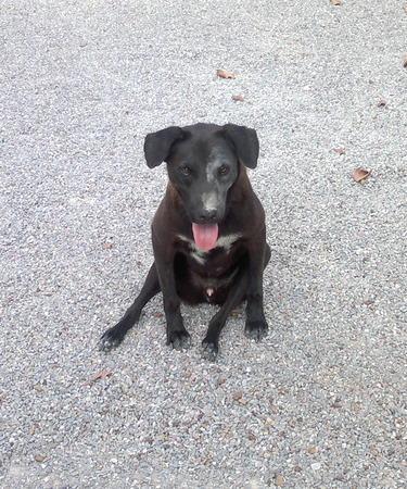 His name is \"bear\"の写真素材