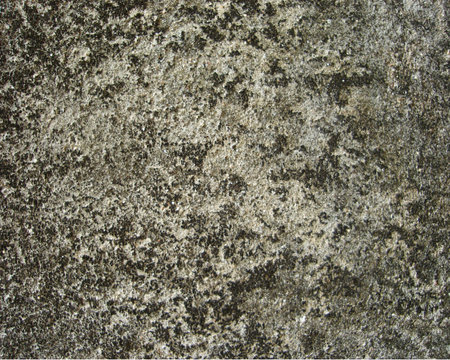 moss on the wallの写真素材