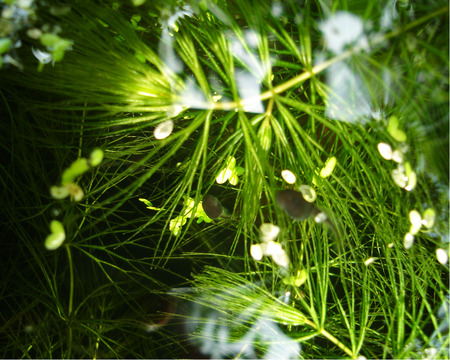 duckweedsの写真素材