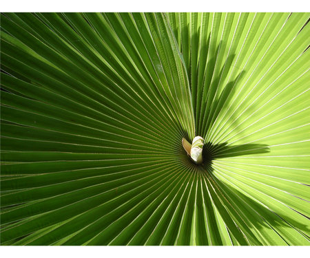 Shades of greenの写真素材