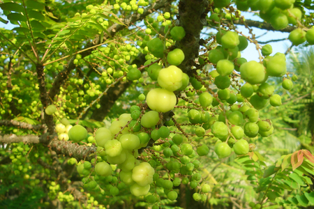 star gooseberryの写真素材