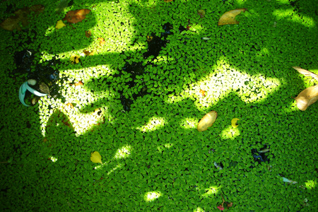 duckweeds2の写真素材