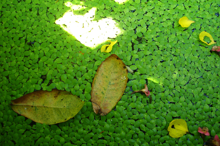 duckweedsの写真素材