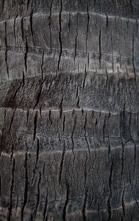 Coconut tree backgroundの写真素材