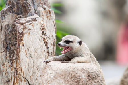 Meerkat の写真素材