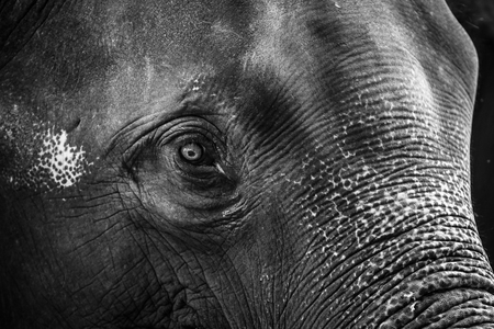The elephant s face close up in BW tone 