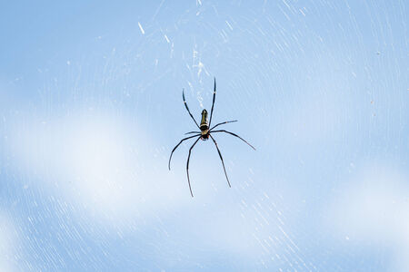 Spider on web の写真素材