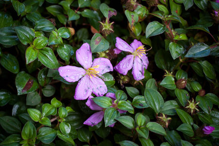 Forest flowers background の写真素材