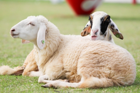 Sheep close up background の写真素材