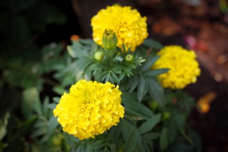 Marigold background の写真素材