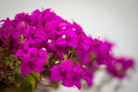 Beautiful Bougainvilleas background の写真素材