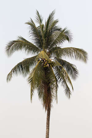 Coconut tree in white background の写真素材
