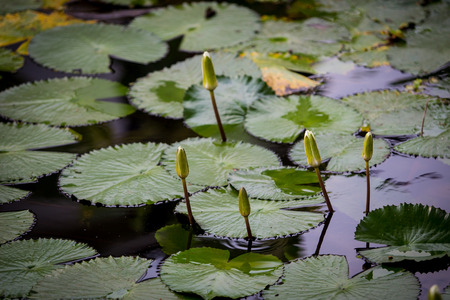 Beautiful Thai lotus and leaf in lake の写真素材
