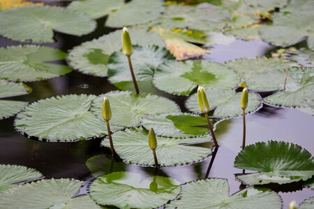 Beautiful Thai lotus and leaf in lake の写真素材