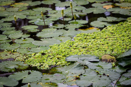 Beautiful Thai lotus and leaf in lake の写真素材