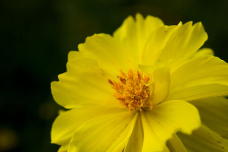 Beautiful yellow composite flowers background の写真素材
