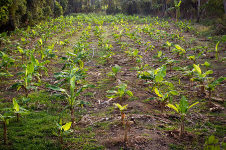 Banana farm in Thailand の写真素材