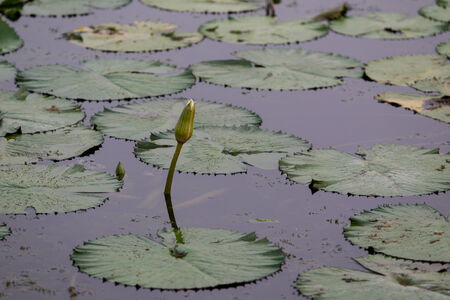 Beautiful Thai lotus and leaf in lake の写真素材