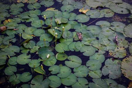 Beautiful Thai lotus and leaf in lake の写真素材