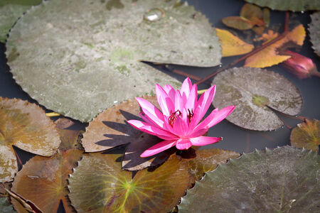Beautiful Thai lotus and leaf in lake の写真素材