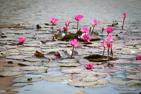 Beautiful Thai lotus and leaf in lake の写真素材