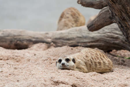 Meerkat