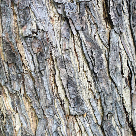 Hard detail wood skin background の写真素材
