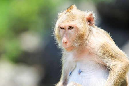 Monkey