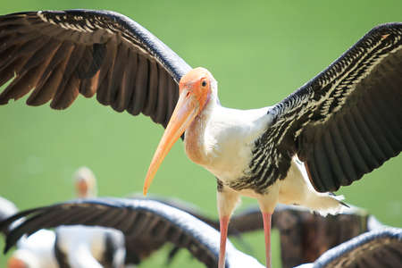 Painted Stork close up background の写真素材