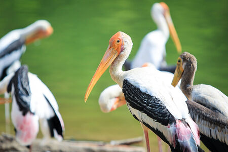 Painted Stork close up background 