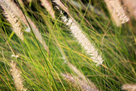Grass on field background 