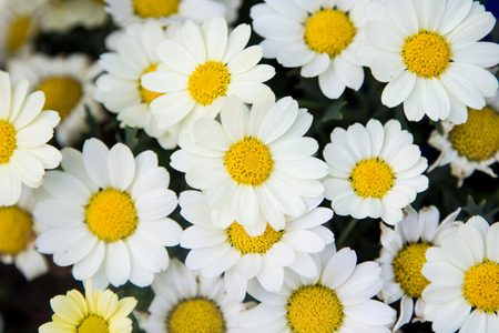 Beautiful flowers in garden の写真素材