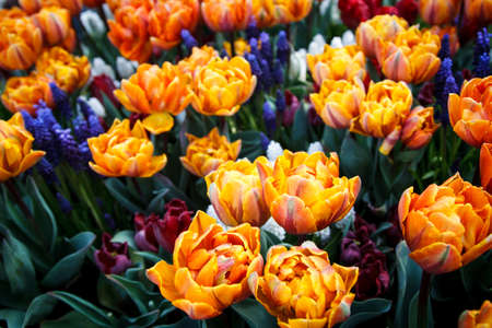 The beautiful Tulips in nature background の写真素材