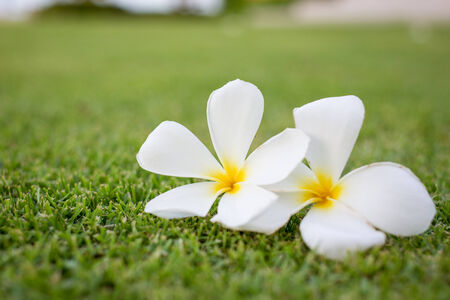 Beautiful Plumeria flowers close up の写真素材