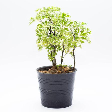 Mini Polyscias tree in pot, isolated の写真素材