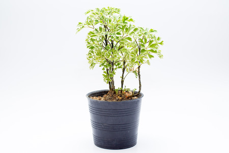 Mini Polyscias tree in pot, isolated の写真素材