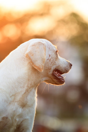 The portrait of Labrador.の写真素材