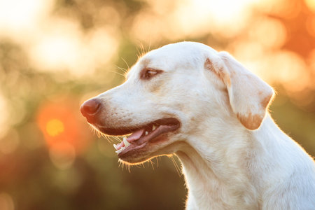 The portrait of Labrador.の写真素材