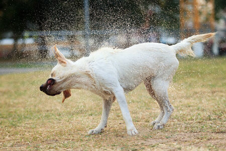 A dog splashing its bodyの写真素材