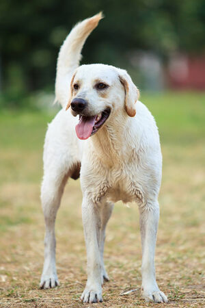 The portrait of Labrador.の写真素材