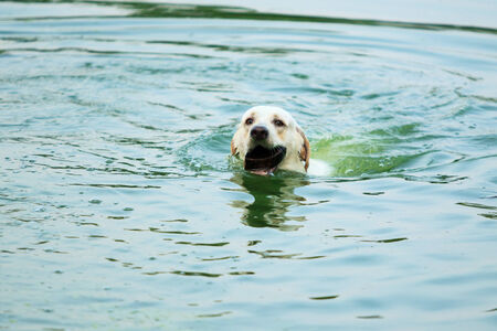 Dog swimmingの写真素材