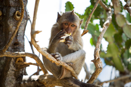 Wild monkey in Thailandの写真素材