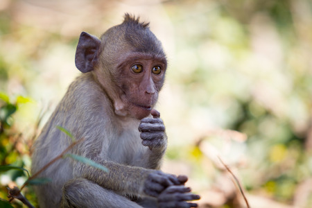 Wild monkey in Thailandの写真素材