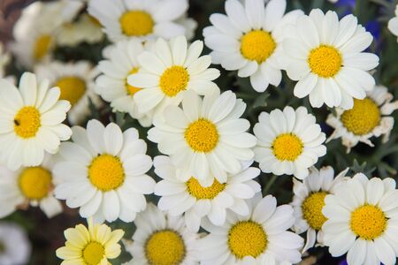 Flowers.の写真素材