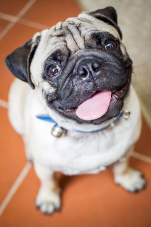 Pug close up.の写真素材
