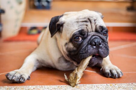 Pug close up.の写真素材
