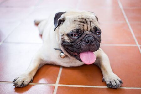 Pug close up.の写真素材